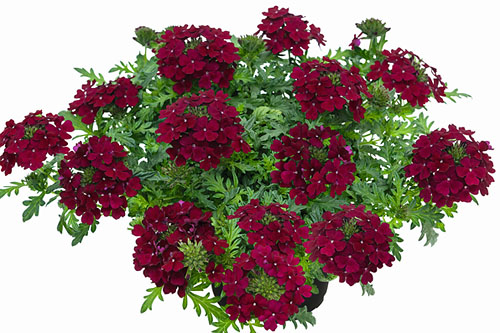 Verbena VEPITA Dark Red