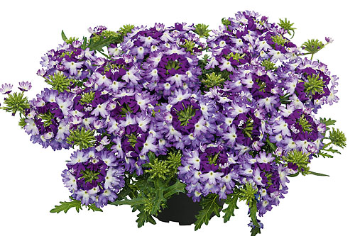 Verbena VEPITA Violet Kiss