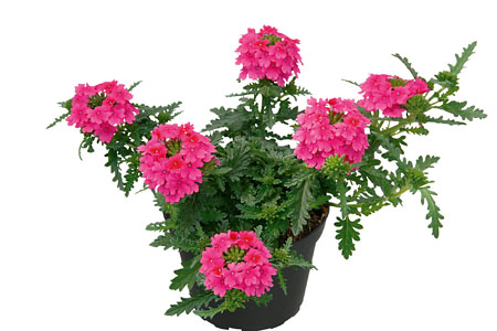 Verbena Vepita Hot Pink