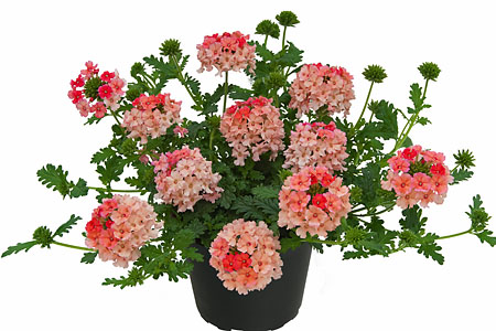 Verbena Vepita Peach 2022