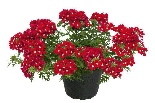 Verbena VEPITA Red White 2022