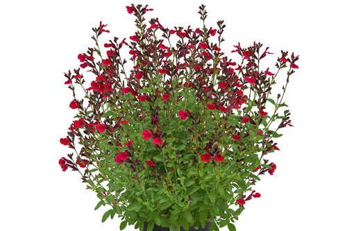 Salvia VISIONAL Wine Red